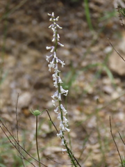 Anarrhinum laxiflorum