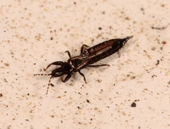 Haplothrips