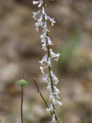 Anarrhinum laxiflorum
