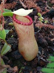 Nepenthes burkei