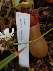 Nepenthes burkei