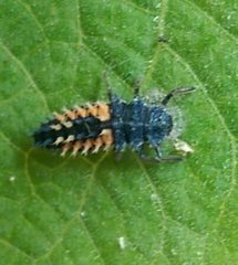 Harmonia axyridis