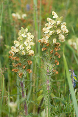 Pedicularis venusta