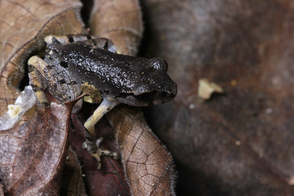 Dusky Litter Toad