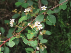 Cotoneaster granatensis