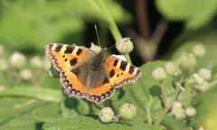 Aglais urticae