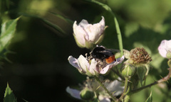 Bombus lapidarius