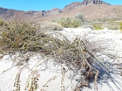 Euphorbia magdalenae