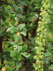 Berberis hispanica