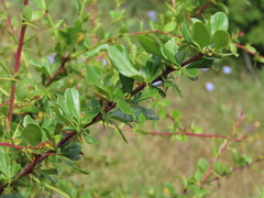Berberis hispanica