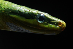 Blue-Eyed Bush Rat Snake photo 2