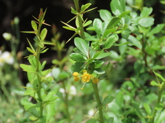 Berberis hispanica