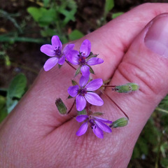 Erodium cicutarium