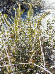 Euphorbia magdalenae