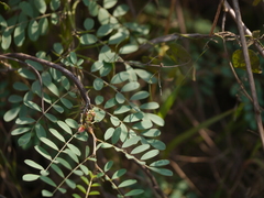 Indigofera tinctoria