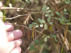 Indigofera tinctoria