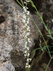 Anarrhinum laxiflorum