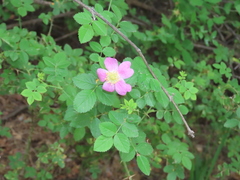 Rosa sicula