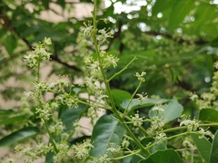 Ailanthus altissima