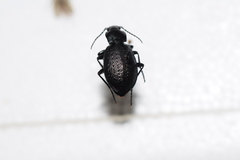 Carabus chamissonis