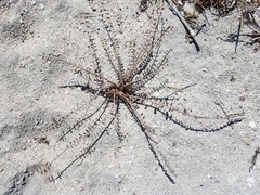 Euphorbia magdalenae