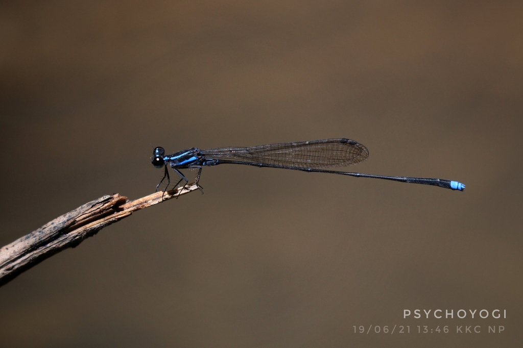 Laidlaw's Threadtail