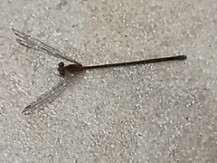 Pseudagrion microcephalum