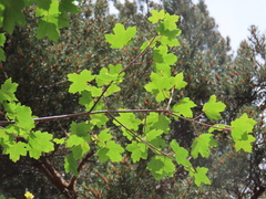 Acer granatense