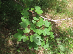 Acer granatense