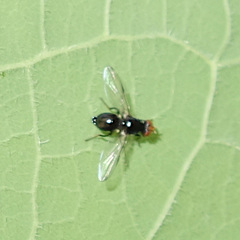 Seioptera vibrans
