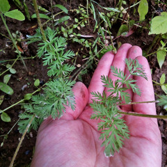 Erodium cicutarium