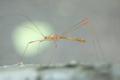 Pneustocerus gravelyi