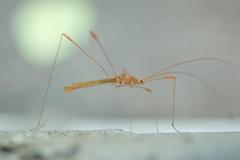 Pneustocerus gravelyi