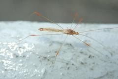 Pneustocerus gravelyi