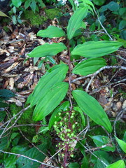 Maianthemum paniculatum