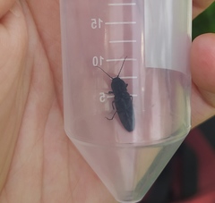 Hemicrepidius hirtus