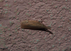 Pyrilla perpusilla