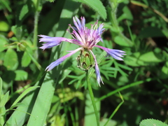 Centaurea graminifolia