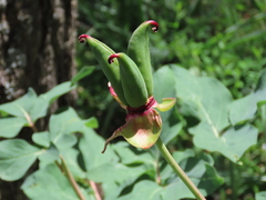 Paeonia coriacea