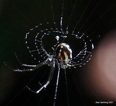 Leucauge argentina