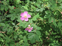 Rosa sicula