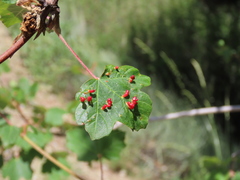 Acer granatense