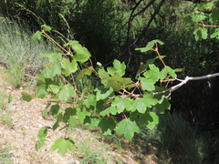 Eriophyes macrorhynchus