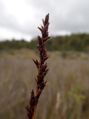 Machaerina teretifolia