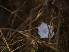 Ipomoea sagittifolia