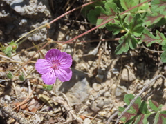 Erodium boissieri