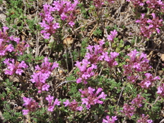Thymus granatensis