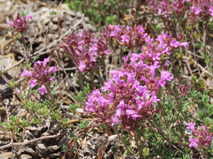 Thymus granatensis