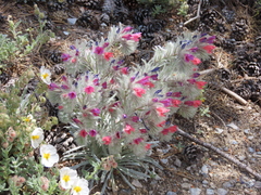 Echium albicans