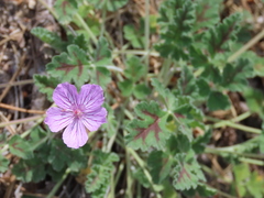 Erodium boissieri